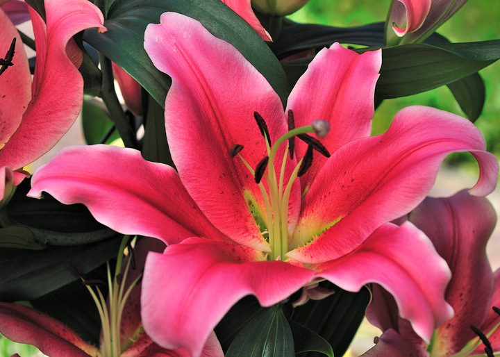 Timeless Elegance with Oriental and OT Lilies